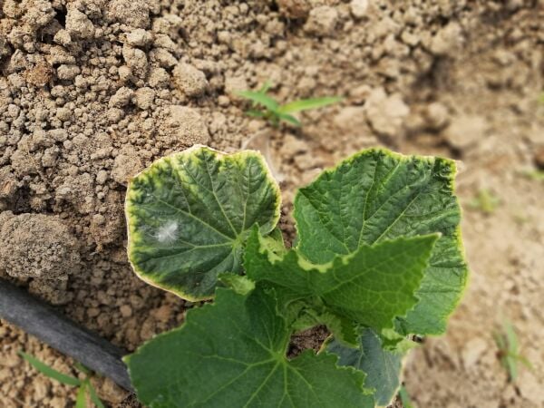 Potasyum Sülfat DRT (25 Kg )