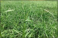 Reygrass Otu (Süt Otu) Tohumu 5  Kg Sertifikalı