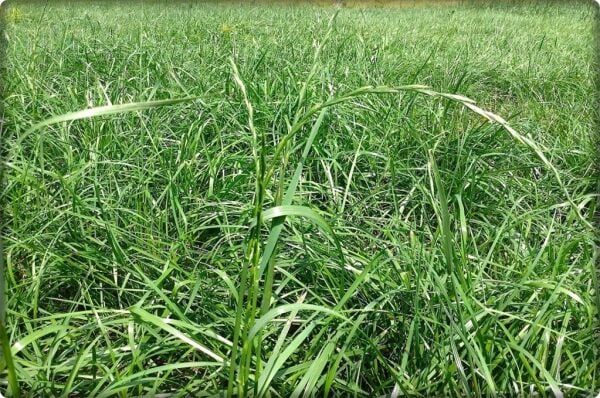 Reygrass Otu (Süt Otu) Tohumu 5  Kg Sertifikalı