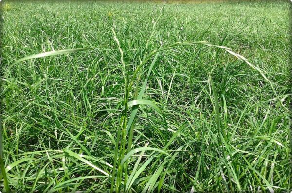 Reygrass Otu (Süt Otu) Tohumu 5  Kg Sertifikalı