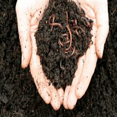 ORGANİK SOLUCAN GÜBRESİ 3 Lt.