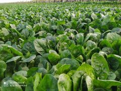 ISPANAK DS30199 HİBRİT AGROMAR