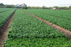 ISPANAK DS30199 HİBRİT AGROMAR