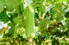 Lif Kabağı Tohumu (10 Adet Tohum)