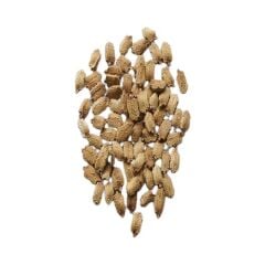 Kudret Narı Tohumu (10 Adet Tohum)