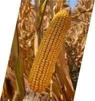 Dekalb DKC6919 Danelik Mısır Tohumu