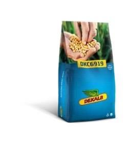 Dekalb DKC6919 Danelik Mısır Tohumu