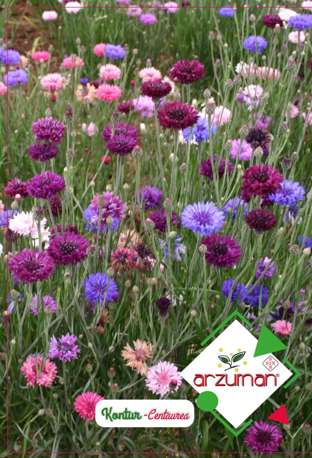 Kontur Çiçeği Tohumu (50 Adet)