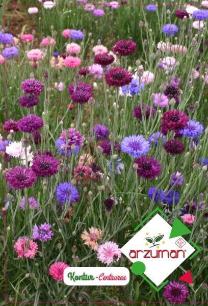 Kontur Çiçeği Tohumu (50 Adet)