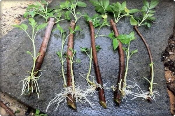 Köklendirici Gübre Root Booster (1 Kg)Kök Coşturucu