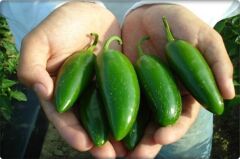 Arzuman Jalapeno Biber Tohumu 5 gr