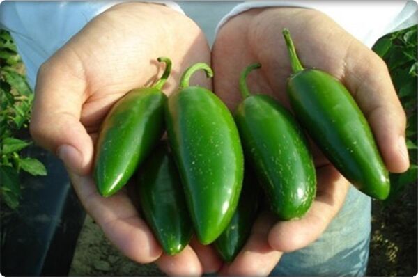 Arzuman Jalapeno Biber Tohumu 5 gr