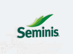 Seminis Gina Fasulye Tohumu 1 kg