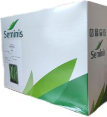 Seminis Gina Fasulye Tohumu 1 kg