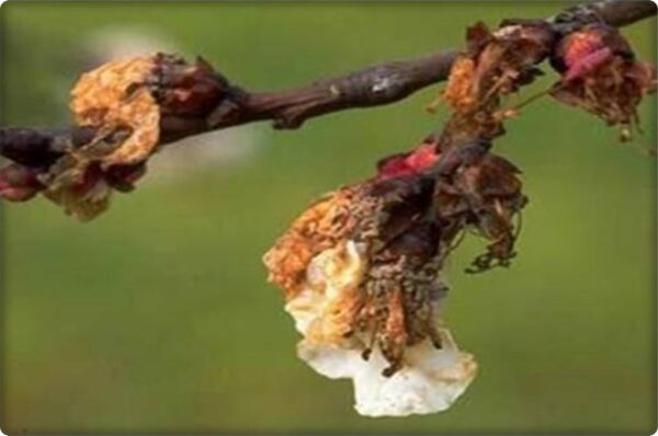 BordoSulfo (Kükürt+Bakır) Karışımı (1 Lt)