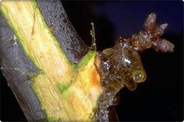 BordoSulfo (Kükürt+Bakır) Karışımı (1 Lt)