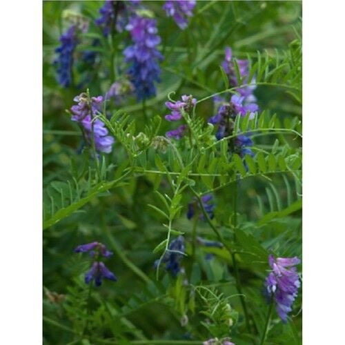 Mutlu Tohum Adi Fiğ Tohumu - Gülhan 25 Kg