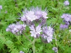 Arı Otu Tohumu (Faselya) 1 Kg