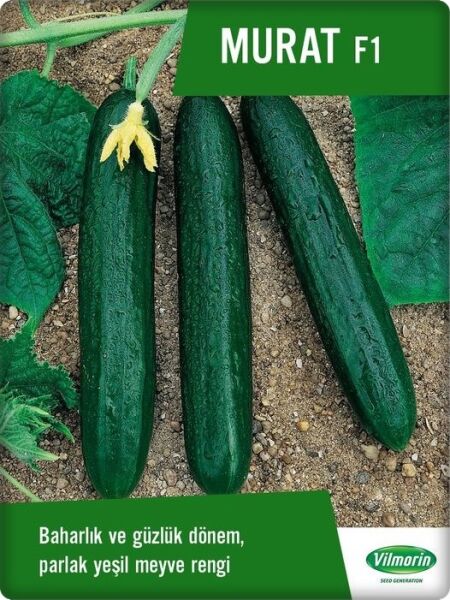 Murat F1 2500 çk (Oturak Hıyar) Vilmorin