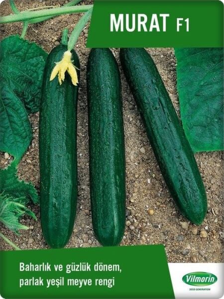 Murat F1 2500 çk (Oturak Hıyar) Vilmorin