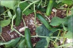 Murat F1 2500 çk (Oturak Hıyar) Vilmorin