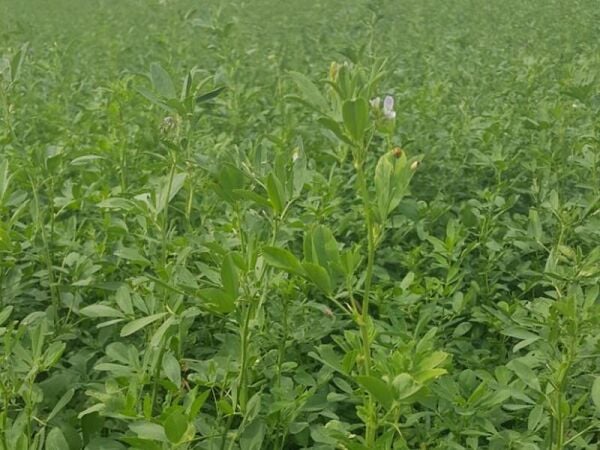 OSM Tohum Kaplamalı Sunter Yonca Tohumu(10 Kg)