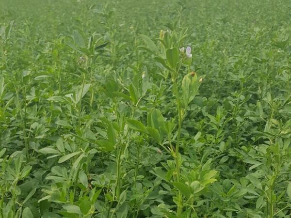 OSM Tohum Kaplamalı Sunter Yonca Tohumu(10 Kg)