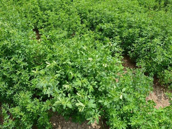 OSM Tohum Kaplamalı Sunter Yonca Tohumu(10 Kg)