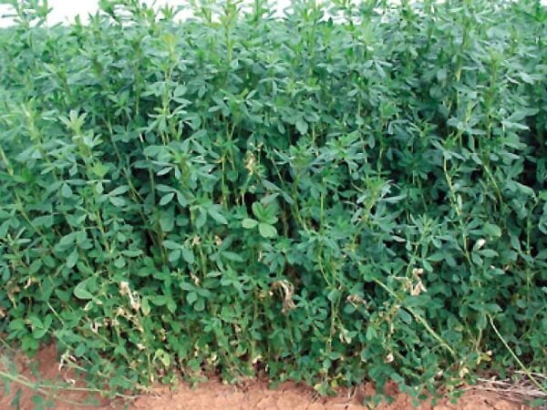 OSM Tohum Kaplamalı Sunter Yonca Tohumu(5 Kg)