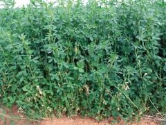 OSM Tohum Kaplamalı Sunter Yonca Tohumu(1 Kg)