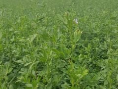 OSM Tohum Kaplamalı Sunter Yonca Tohumu(1 Kg)