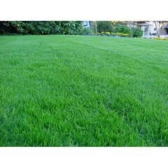 İngiliz Çimi 1 Kg ( Lolium perenne )