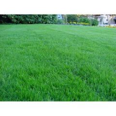 İngiliz Çimi 10 Kg ( Lolium perenne )