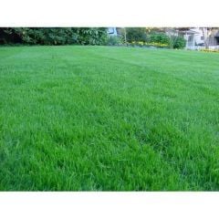İngiliz Çimi 5 Kg ( Lolium perenne )