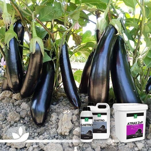 Genta | Atrax ZnP Orgamineral Gübre 20 lt