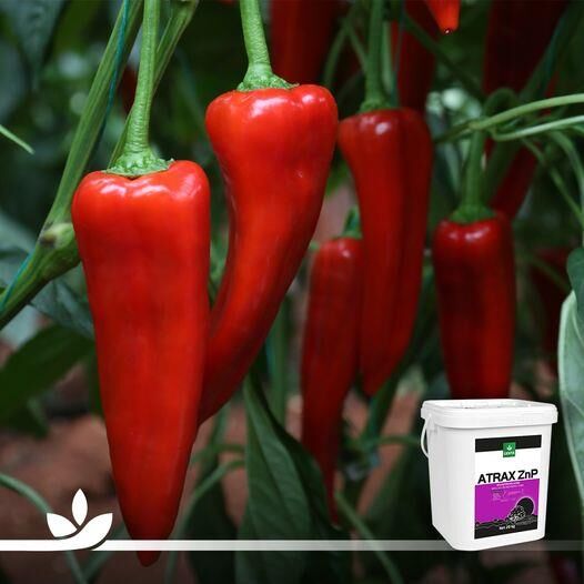 Genta | Atrax ZnP Orgamineral Gübre 20 lt