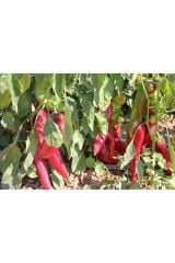 BT Burkap Kapya Biber (yağlık-salçalık) 10 Gr
