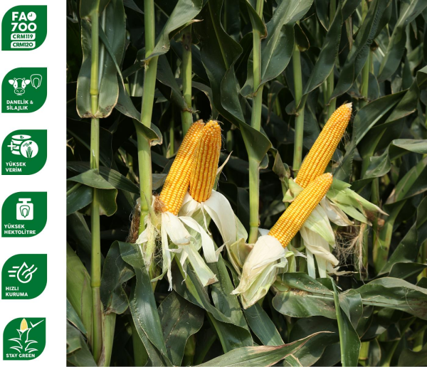 May RX9292 Slaj Mısır Tohumu (50.000 Adet)