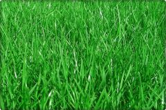 Çim Tohumu Tekli Karışım 5 Kg ( Lolium perenne )