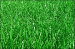 Çim Tohumu Tekli Karışım 10 KG ( Lolium perenne )