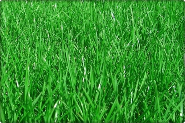 Çim Tohumu Tekli Karışım 10 KG ( Lolium perenne )