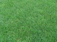 Çim Tohumu Tekli Karışım 10 KG ( Lolium perenne )