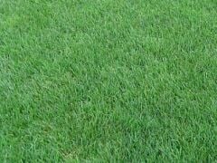 Çim Tohumu Tekli Karışım 10 KG ( Lolium perenne )