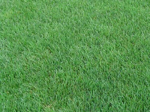 Çim Tohumu Tekli Karışım 10 KG ( Lolium perenne )