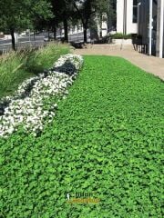 Fare Kulağı Tohumu-Dichondra Repens-1 kg