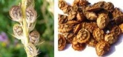 Korunga Tohumu (1 kg)-Arı Bitkisi Lütfübey Çeşidi