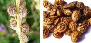 Korunga Tohumu (1 kg)-Arı Bitkisi Lütfübey Çeşidi