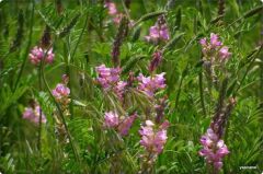 Korunga Tohumu (2 kg)-Arı Bitkisi Lütfübey Çeşidi
