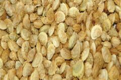 Korunga Tohumu (2 kg)-Arı Bitkisi Lütfübey Çeşidi