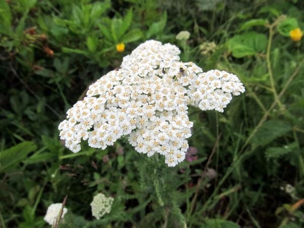 Civanperçemi Tohumu (100 adet)